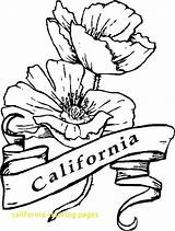 California Coloring Pages Getcolorings Poppy sketch template