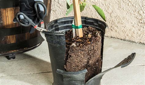 How To Plant And Care For An Avocado Tree