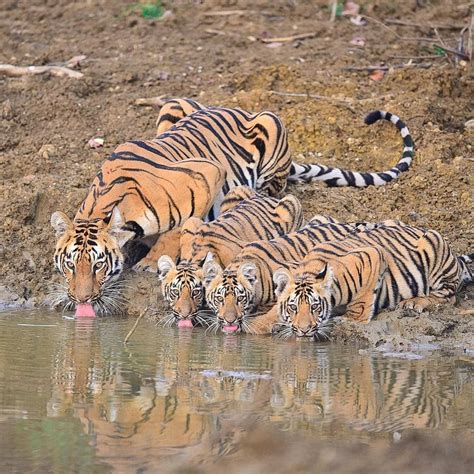 bengal tiger family rnatureisfuckinglit