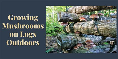 guide  growing edible mushrooms  hardwood logs outdoors