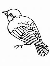 Coloring Pages Sparrow Sparrows Birds Recommended Kids Color Printable sketch template