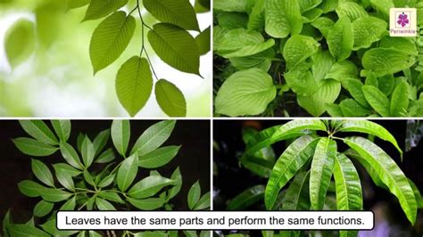 plant leaf types  leaves photosynthesis science