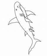 Coloring Pages Sharks Comments sketch template
