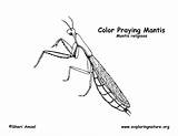 Mantis Preying Coloring Exploringnature sketch template