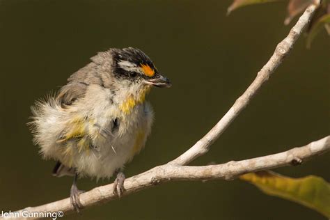 pardalote fledgling birds  backyards