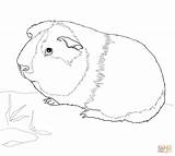 Coloring Guinea Pig Cute Pages Pigs Printable Baby Print Color Animals Sheets Animal Supercoloring Ginnie Crafts Template Kids Nature Super sketch template