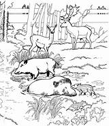 Coloring Warthog Pages Family Animals Color sketch template
