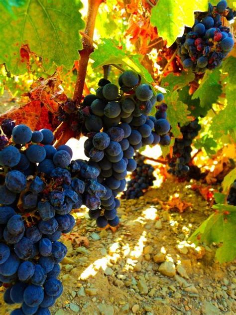 dozens  dozens  grape vineyards   hike