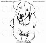 Labrador Dog Retriever Down Lying Head Clipart Cute Tilting Illustration Background Curious His Drawing Rey David Hea Clip Sketch Coloring sketch template