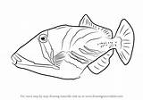 Triggerfish Hawaiian Drawingtutorials101 sketch template