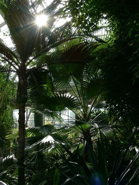palmen und andere gewaechse im palmenhaus naturschutzch
