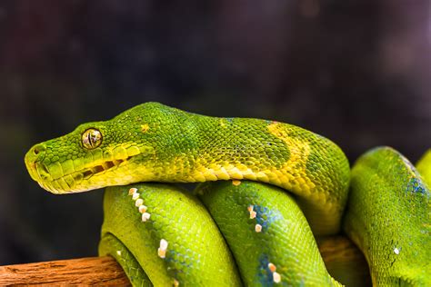 reptile vets  perth melbourne snakes lizards turtles