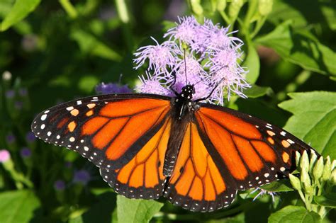 naturewatch magical monarch migration