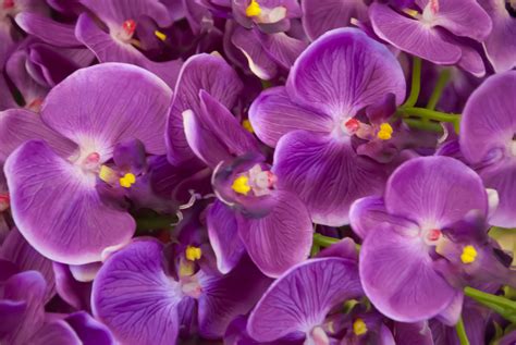 purple orchids check out my stock site