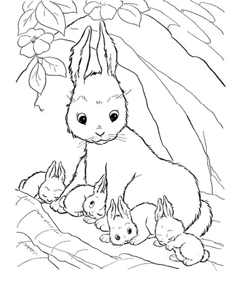rabbit coloring page coloring book