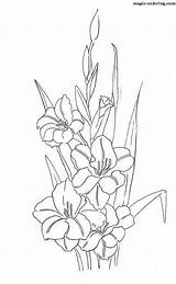 Coloring Gladiolus Gladioli sketch template