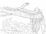 Mamba Coloring Pages Green Tree Eastern Snake Rattlesnake Printable Snakes Realistic Drawings Supercoloring sketch template