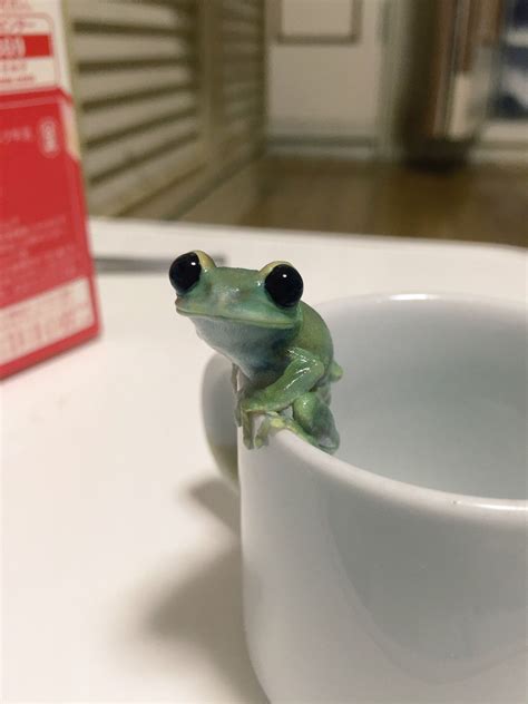 aesthetic cute pet frog img cahoots