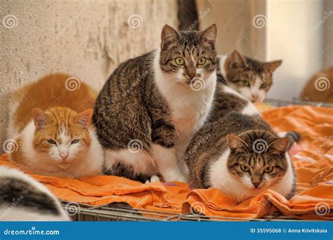 cats  royalty  stock  image