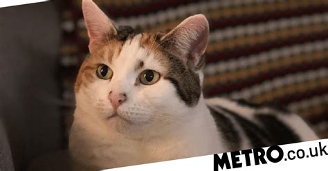 cat who was dumped with a plate of tortilla chips finally