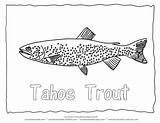 Coloring Tahoe Trout Fish Colouring Lake Sheets Zum Ausmalbilder Fisch Animal Forelle Adult Fische Fischen Sheet Fuer Kinder Designlooter Mit sketch template