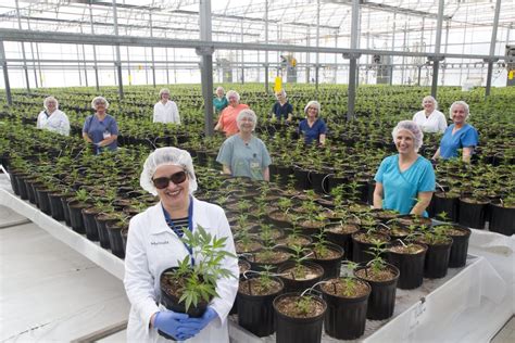 major cannabis grower based in strathroy boosts women s