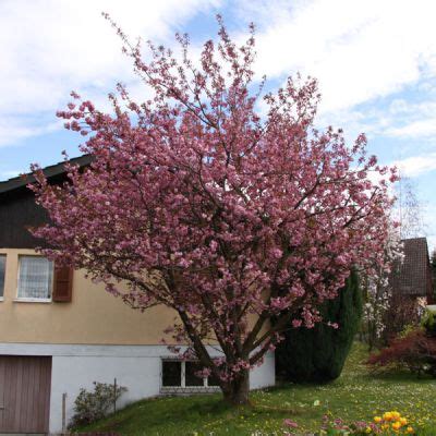 japanische kirsche prunus serrulata kanzan laubgehoelze meylan