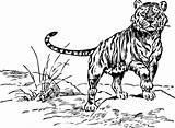 Tiger Outline Coloring Popular sketch template