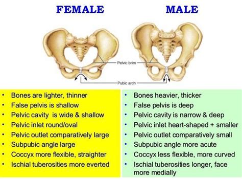 ️ Male And Female Pelvic Girdle Difference Between Male And Female