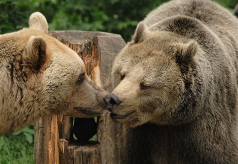 10 Facts About Brown Bears Help For Bears Topics