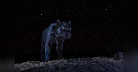 photographer captures  ultra rare black panther   stars