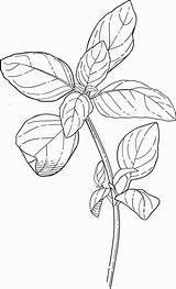Basil Drawing Herb Growing Getdrawings Pluspng sketch template