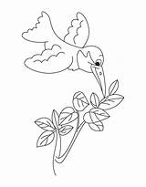 Kolibri Humming ähnliche sketch template