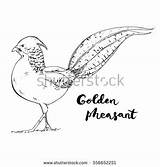 Pheasant Golden Coloring Designlooter Handwritten Lettering Isolated Drawn Bird Words Graphic Hand Background Set 470px sketch template