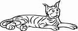Bobcat Coloring Pages Laying Printable Bobcats Categories Supercoloring sketch template