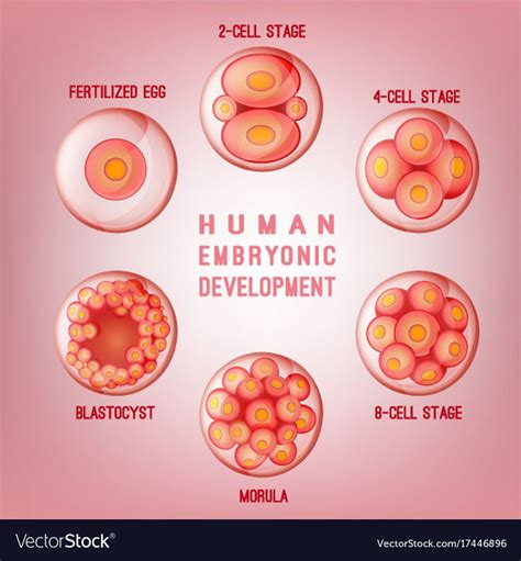 embryo development image human fertilization scheme  phases