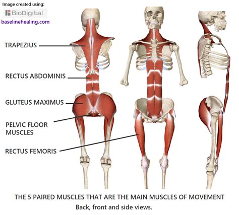 good posture muscles  awareness lesswrong  viewer
