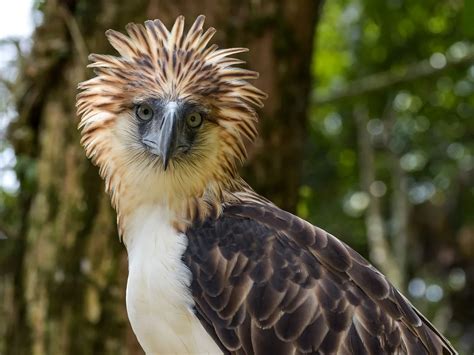 big  philippine eagles wingspan size unianimal