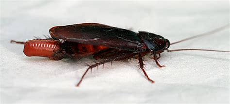 signs of cockroach infestation rentokil pest control