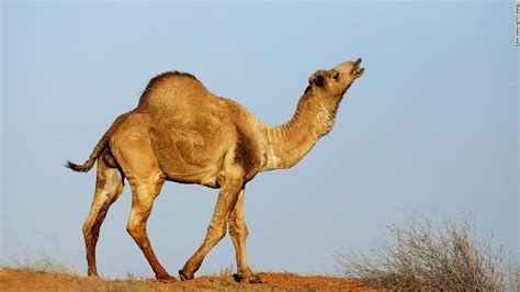 10 000 camels at risk of being shot in australia as they desperately