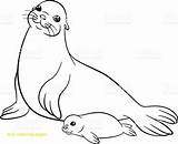Seal Drawing Harp Coloring Pages Monk Seals Color Baby Printable Print Mom Drawings Getcolorings Getdrawings Colouring Paintingvalley sketch template