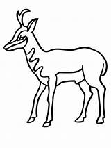 Pronghorn Antelope Pronghorns Impala Ausmalbilder Designlooter Gaddynippercrayons sketch template