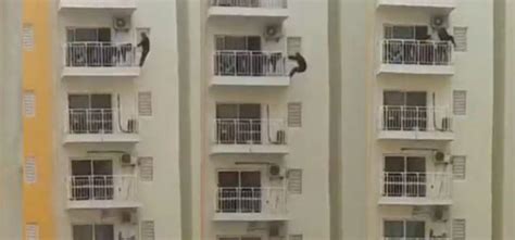 Viral Video Faridabad Man Exercises By Hanging From His 12th Floor