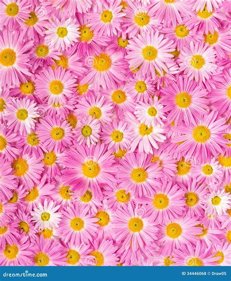 pink  yellow flowers royalty  stock  image