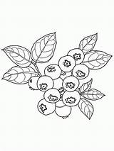 Bush Jagoda Fruit Kolorowanki Blueberries Dzieci sketch template
