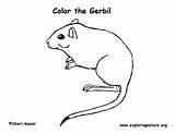 Gerbil Coloring sketch template