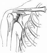 Shoulder Bones Anatomy Arm Clipart Hand Human Shoulders Clip System Coloring Pages Skeletal Template Drawings Sketch Body Etc Usf Edu sketch template