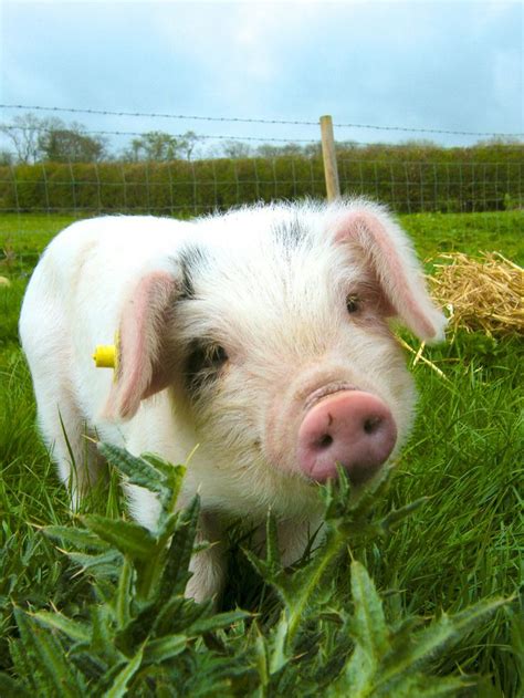 pigs images  pinterest  pigs farm animals  piglets