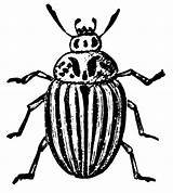 Beetle Clipart Potato Colorado Survival Skills Etc Cliparts Medium Designlooter Library sketch template