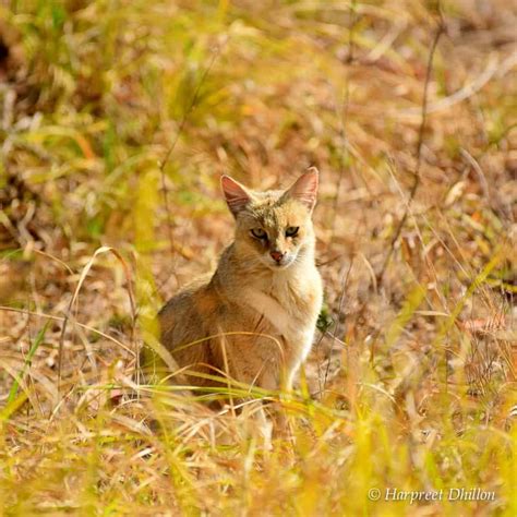 Wildlife In Kanha National Park A Photo Essay